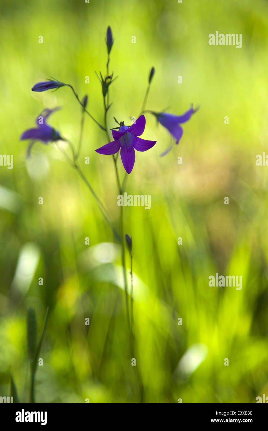Glockenförmige Blüte blühen im Sommer in Finnland Stockfoto