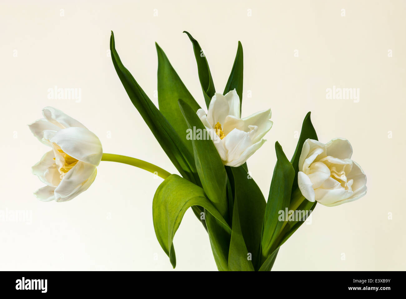 Weiße Tulpen. Detailansicht einer Reihe von drei weiße Tulpen. Kontrast von weiß, rosa, gelben und grünen Farben Stockfoto