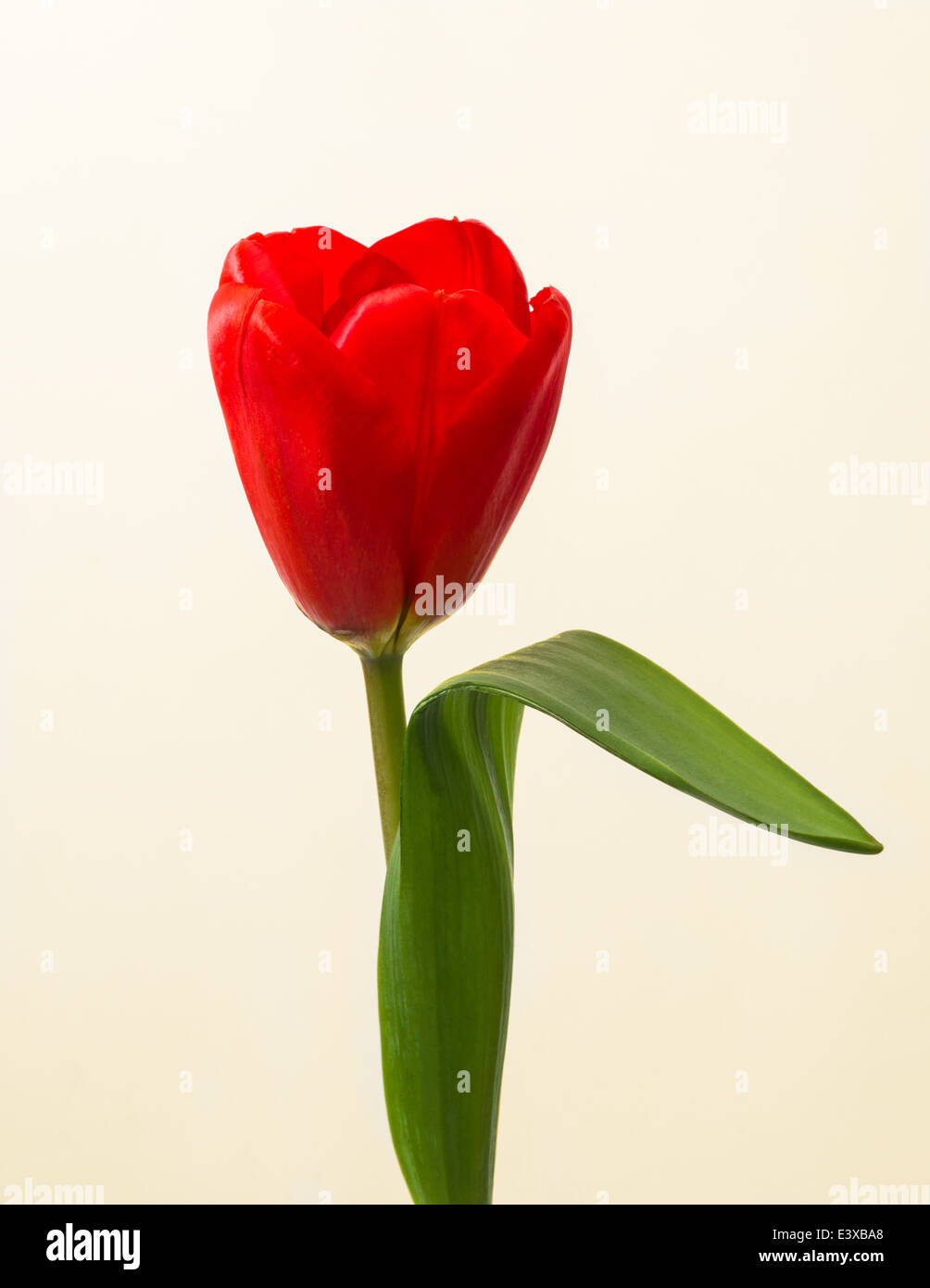 Rote Tulpe. Detailansicht eines einzigen rote Tulpe und grünes Blatt. Kontrast der weißen, gelben und grünen Farben Stockfoto