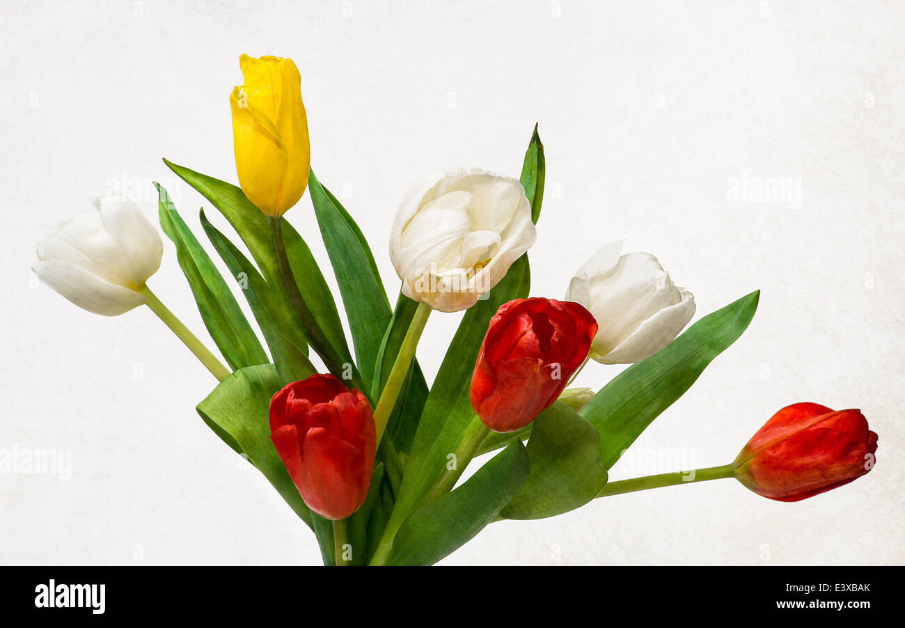 Sieben Tulpen, vierfarbig. Detailansicht einer Reihe von drei roten, weißen Baum und eine gelbe Tulpen im Gegensatz zu den grünen Blättern Stockfoto