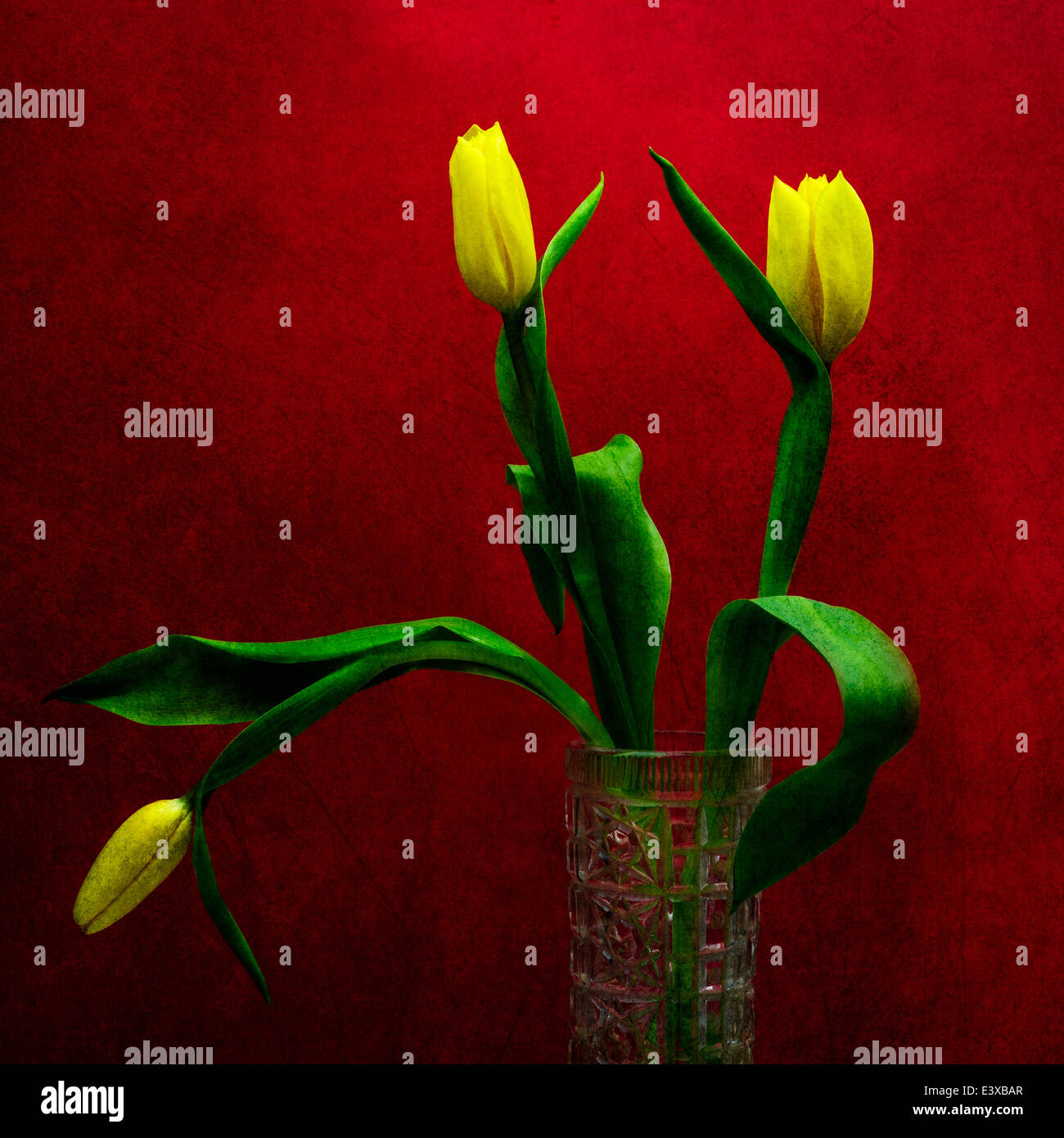 Tulpen - gelb auf rot. Drei gelbe Tulpen in einer Vase vor dem Hintergrund der roten Farbe. Spiel der Farben gelb, grün und rot Stockfoto