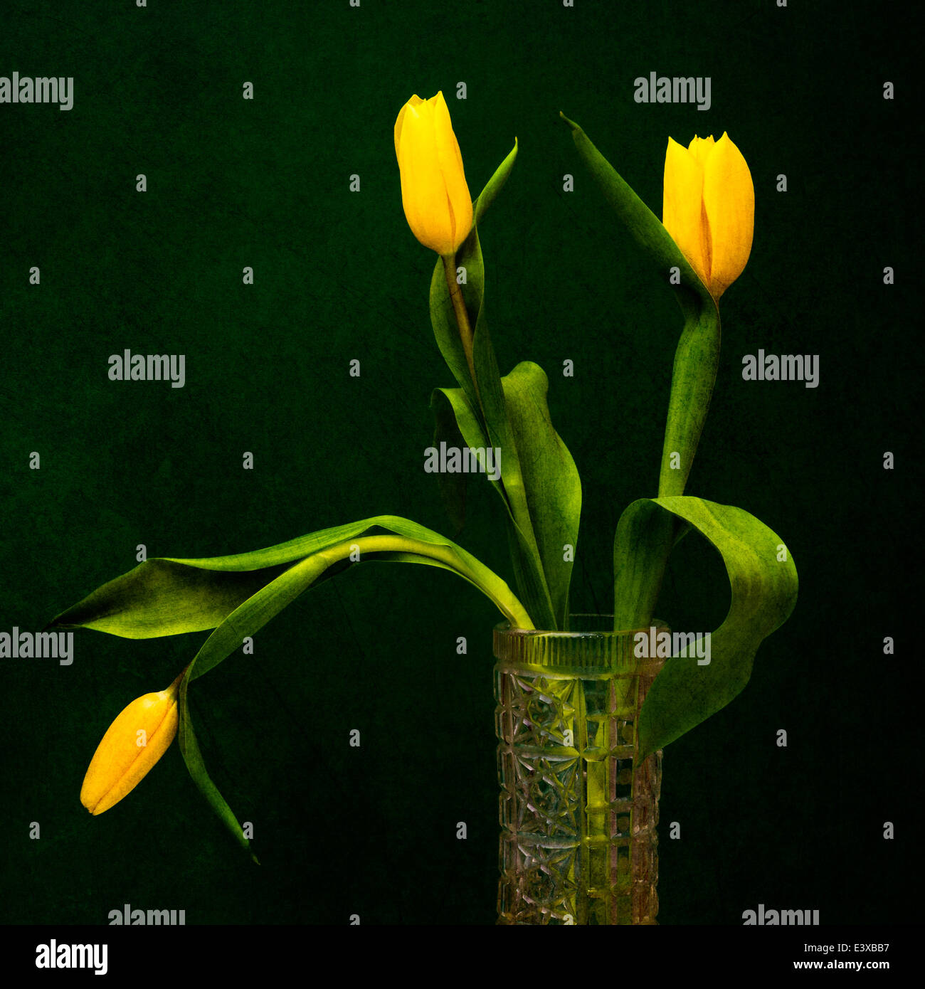 Tulpen - gelb auf grün. Drei gelbe Tulpen in einer Vase vor dem Hintergrund der grünen Farbe. Spiel der Farben gelb und grün Stockfoto