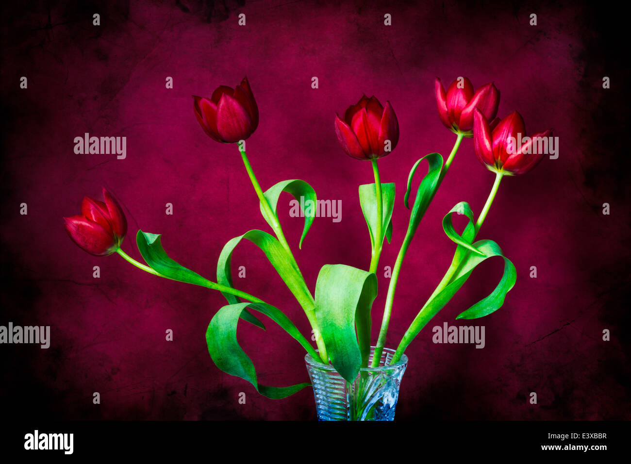 Tulpen - fünf rot auf rot. Eine Reihe von roten Tulpen in einer geschliffenes Glasvase vor dem Hintergrund der roten Farbe Stockfoto