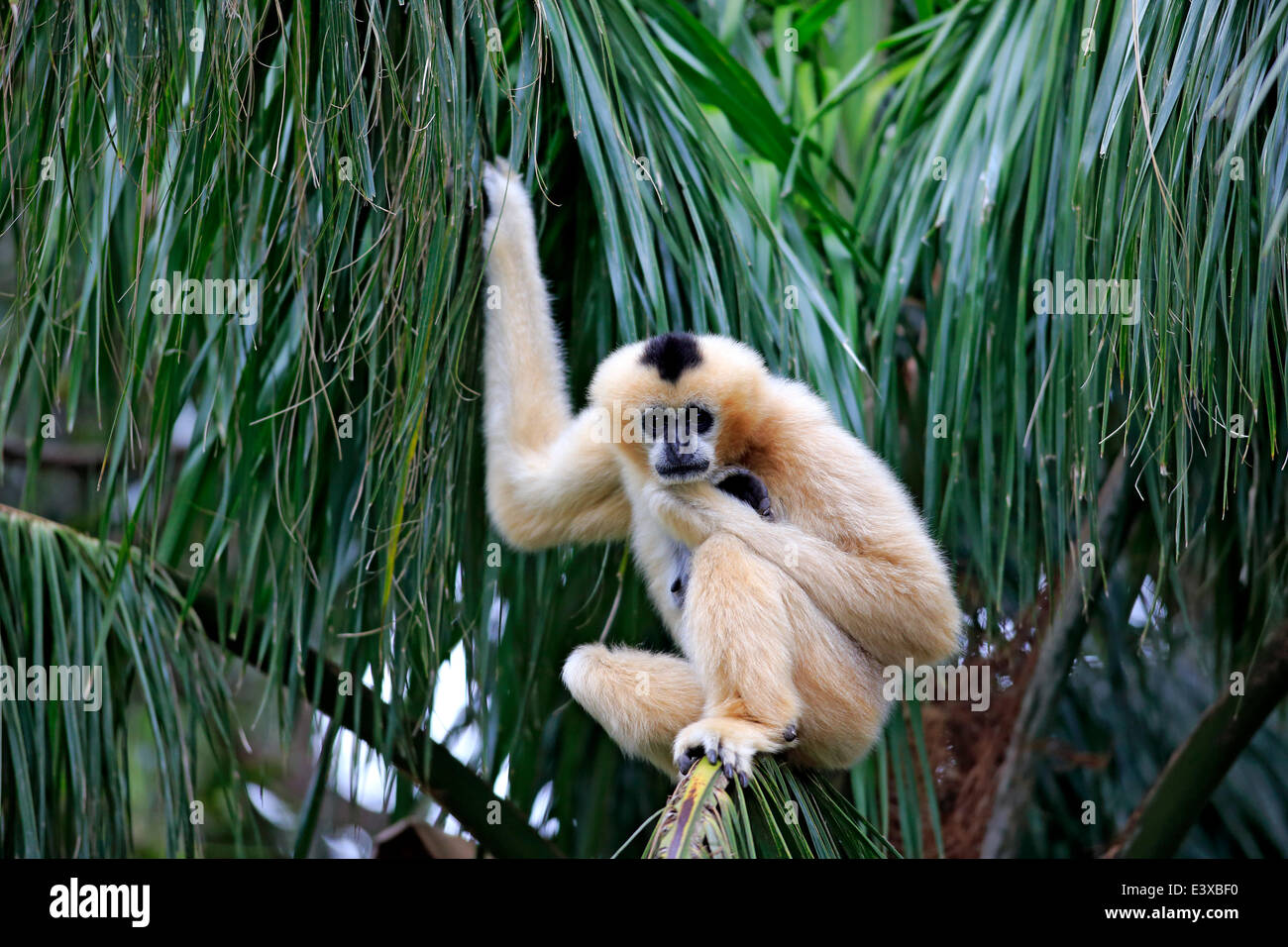 Northern weiße-cheeked Gibbon (Nomascus Leucogenys), erwachsenes Weibchen auf einem Baum, capive, Singapur Stockfoto