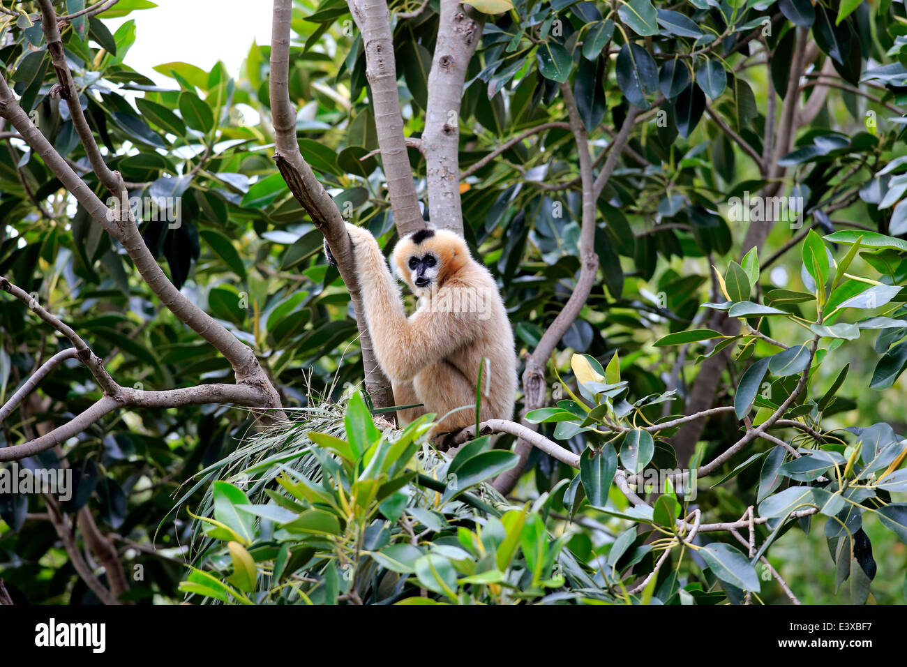 Northern weiße-cheeked Gibbon (Nomascus Leucogenys), erwachsenes Weibchen auf einem Baum, capive, Singapur Stockfoto