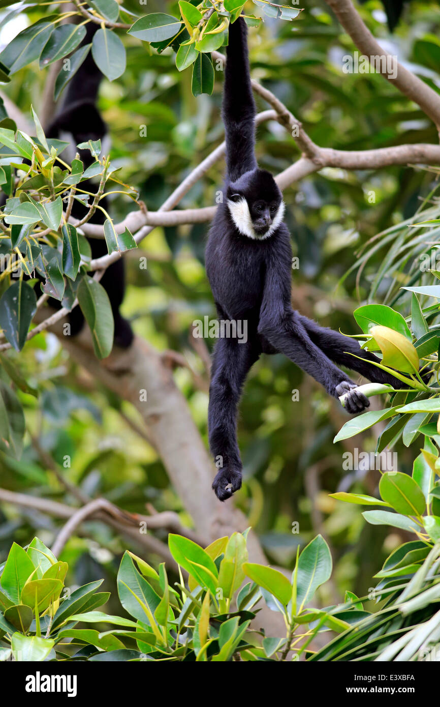 Northern weiße-cheeked Gibbon (Nomascus Leucogenys), subadulte Männchen auf einem Baum, capive, Singapur Stockfoto