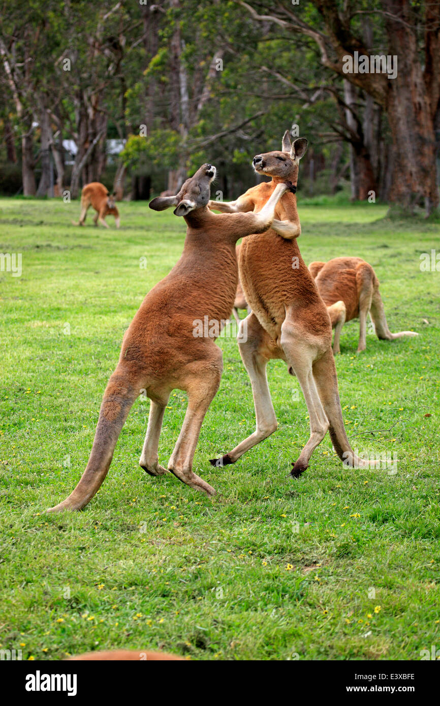 Roten Kängurus (Macropus Rufus), zwei Männchen, kämpfen, capive, South Australia Stockfoto