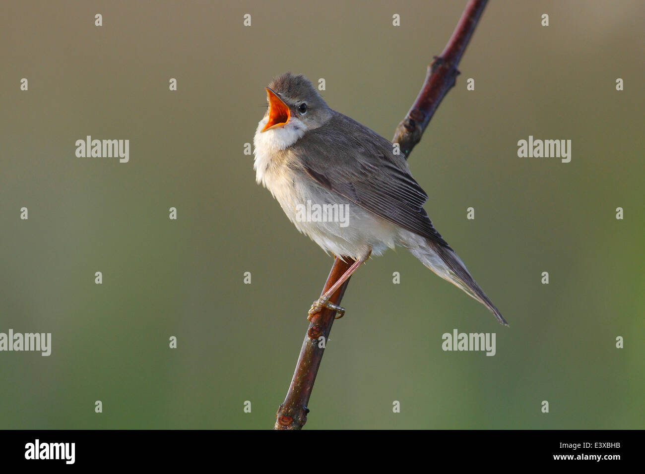 Marsh Warbler (Acrocephalus Palustris) singen, thront auf einem Ast, Naturpark Dümmer, Niedersachsen, Deutschland Stockfoto