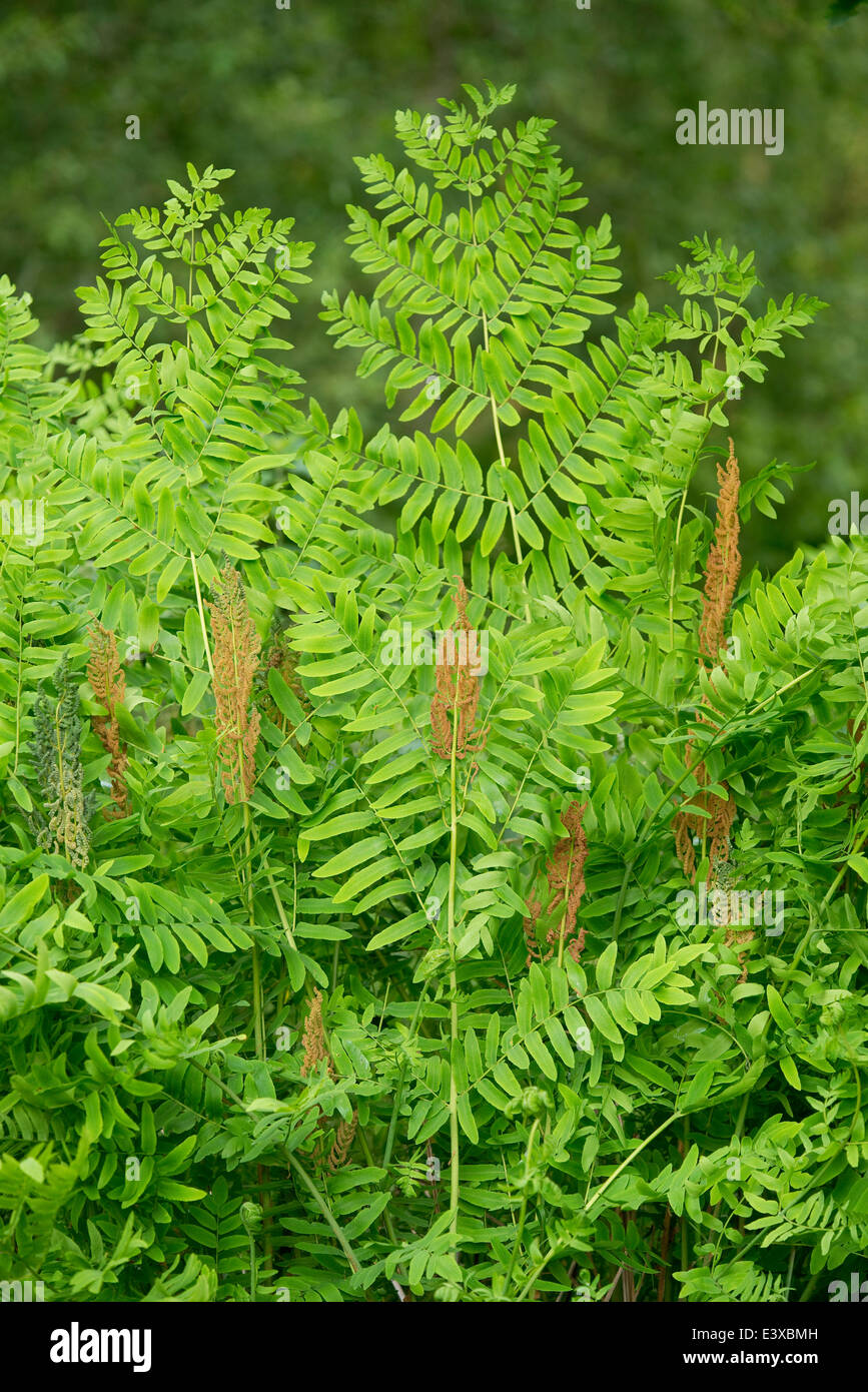 Königsfarn (Osmunda Regalis), fruchtbare braune Blätter und unfruchtbare grüne Blätter, NSG Barnbruch, Niedersachsen, Deutschland Stockfoto