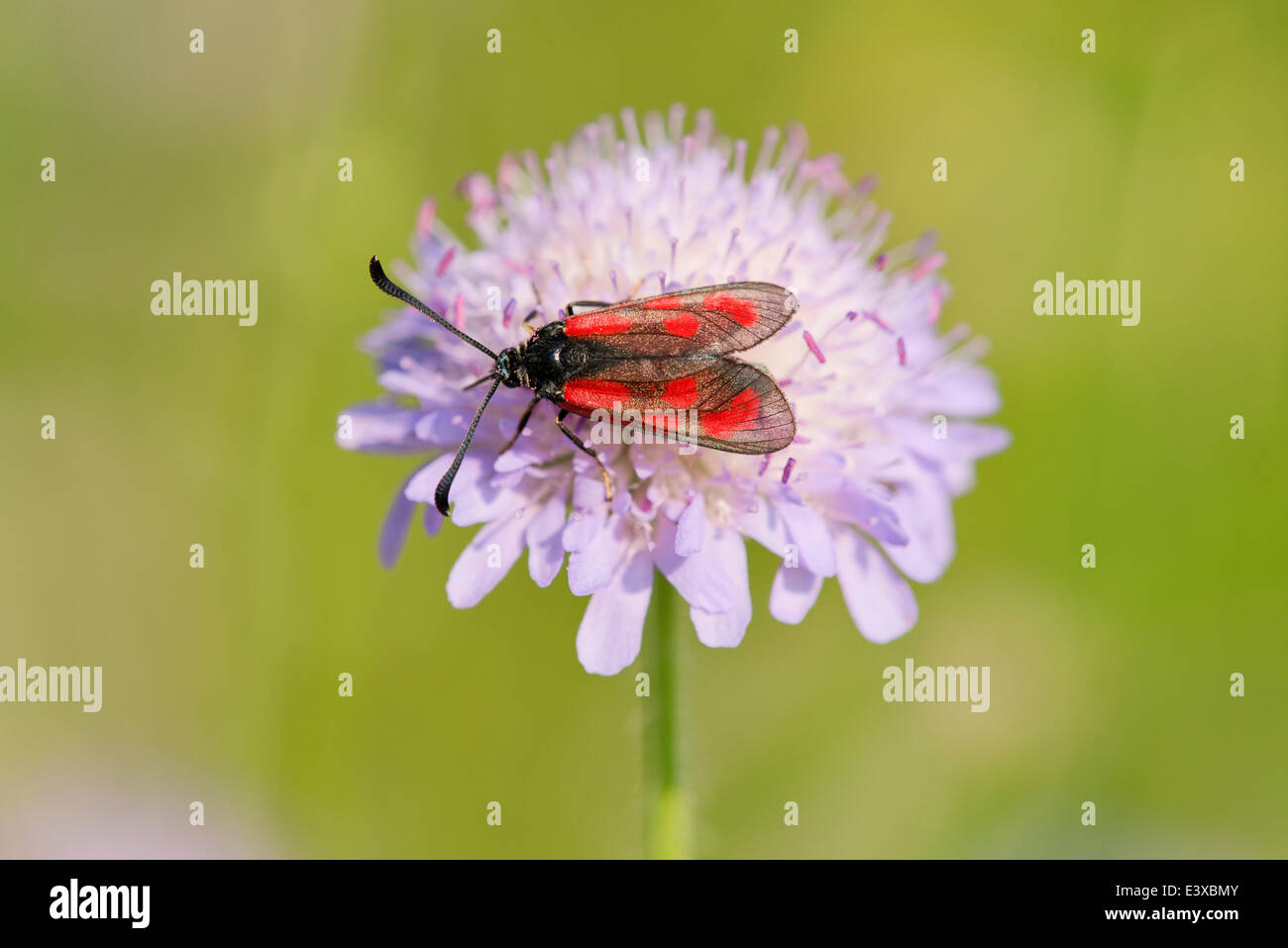 Schlanke Scotch Burnet (Zygaena Loti), Thüringen, Deutschland Stockfoto