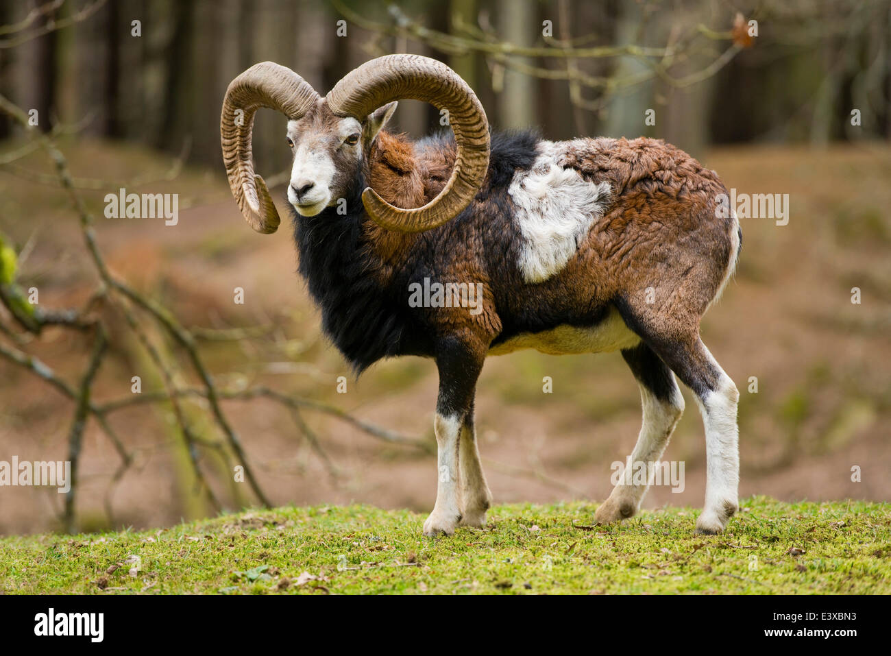 Europäischer Mufflon (Ovis Ammon Musimon), Ram, in Gefangenschaft, Sachsen, Deutschland Stockfoto