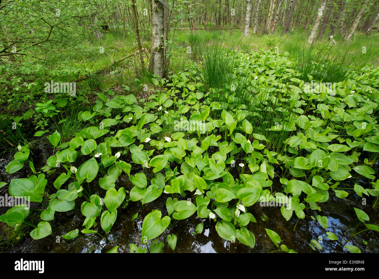 Moor, Arum (Calla Palustris), Vogelmoor Nature Reserve, Niedersachsen, Deutschland Stockfoto