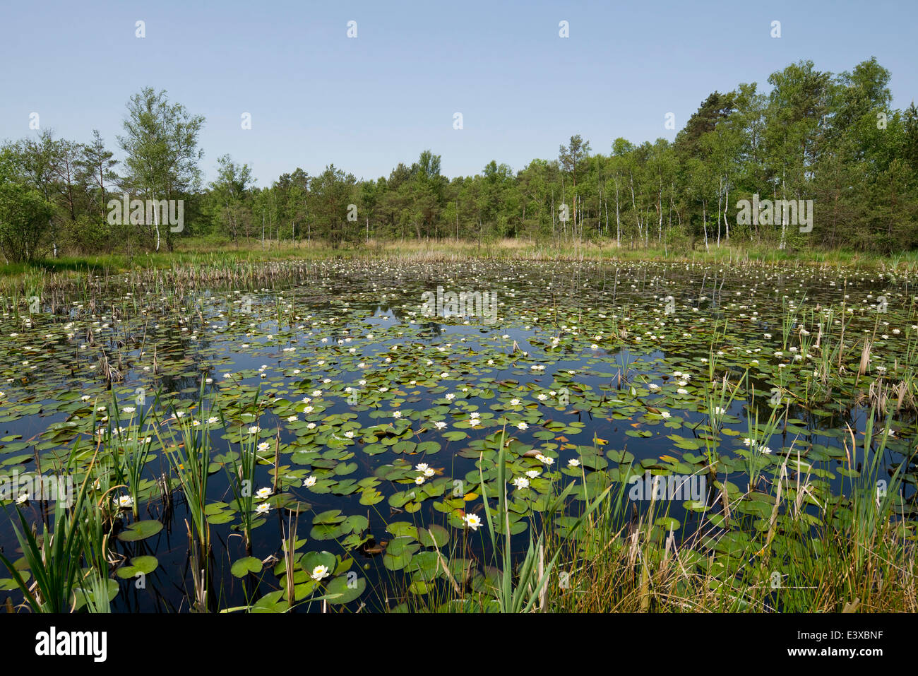 Teich mit weißen Seerosen (Nymphaea Alba), Breites Moor, in der Nähe von Celle, Niedersachsen, Deutschland Stockfoto