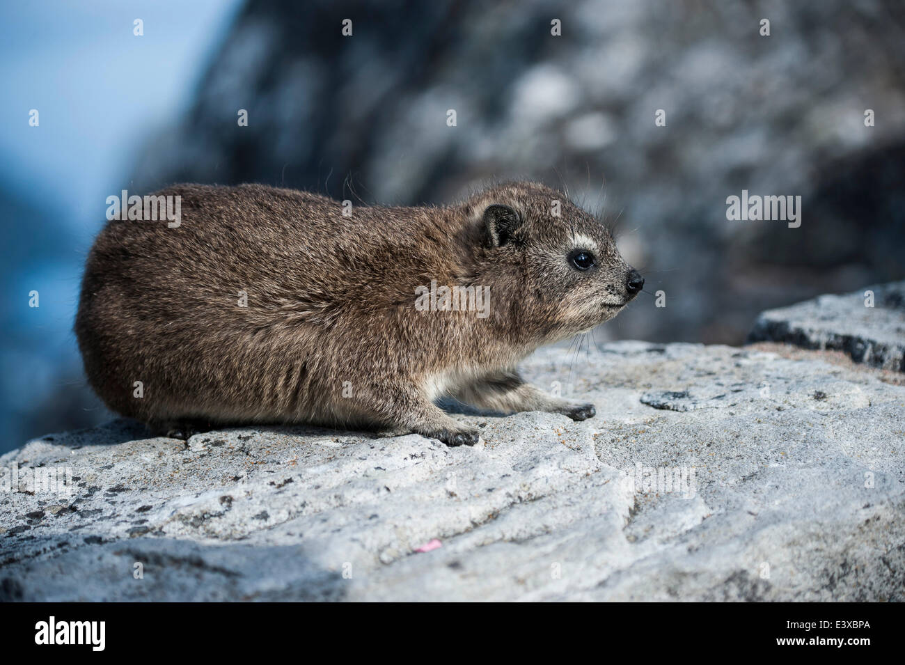 Rock Hyrax oder Dassi (Procavia Capensis), Tafelberg, Western Cape, Südafrika Stockfoto