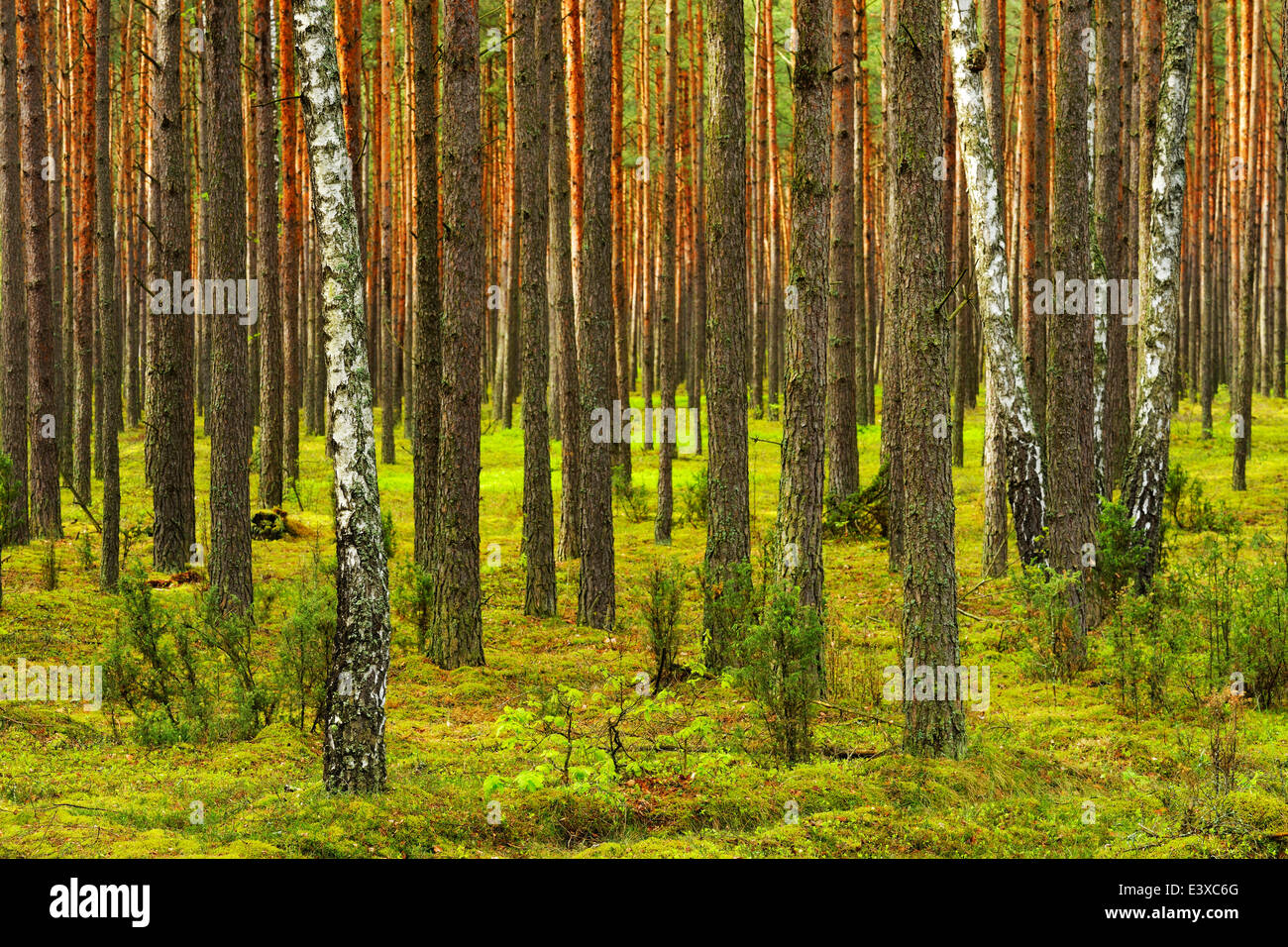Einige Birken (Betula) wächst zwischen Kiefern (Pinus Sylvestris) in einem Pinienwald, Nationalpark Biebrza-Flusstal, Polen Stockfoto