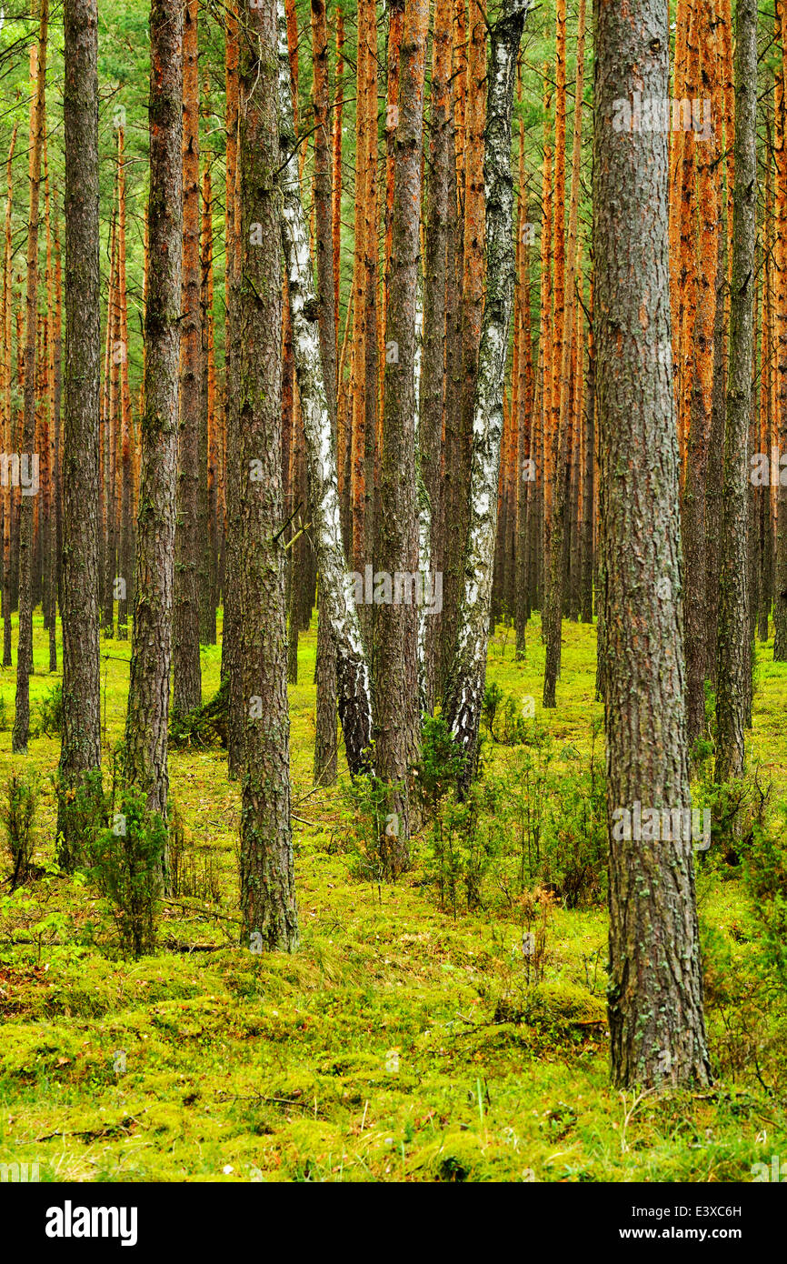 Einige Birken (Betula) wächst zwischen Kiefern (Pinus Sylvestris) in einem Pinienwald, Nationalpark Biebrza-Flusstal, Polen Stockfoto