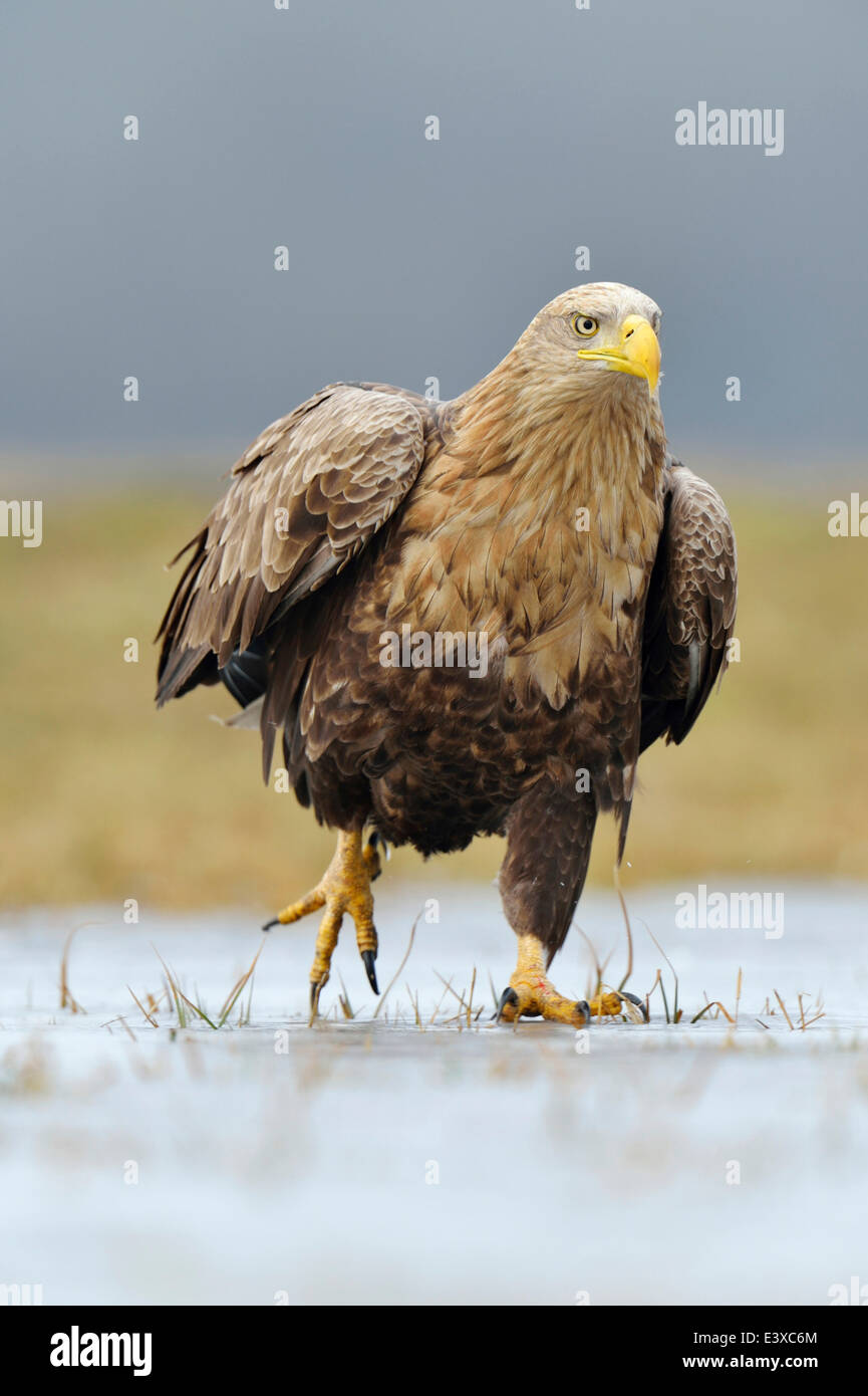 Seeadler (Haliaeetus Horste), Erwachsene zu Fuß auf dem Eis, Łódź Woiwodschaft, Polen Stockfoto