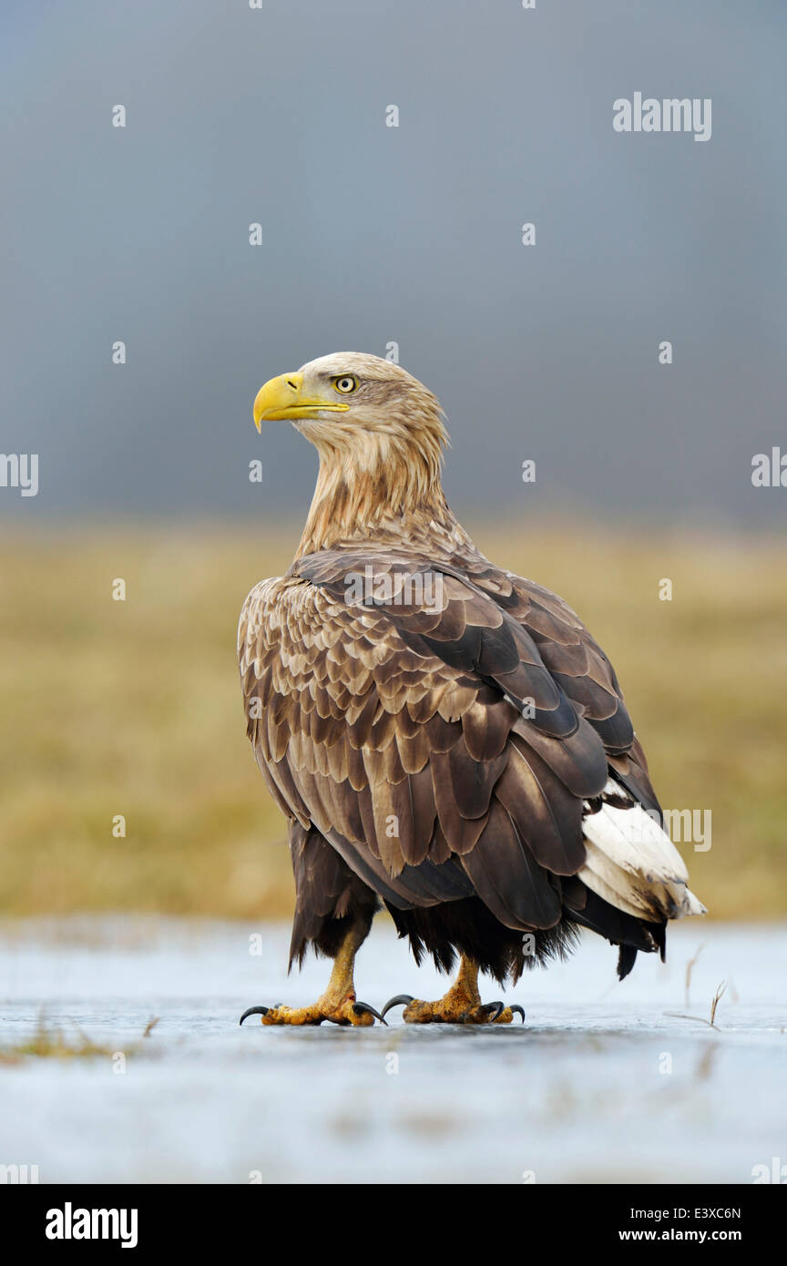 Seeadler (Haliaeetus Horste), Erwachsene stehen auf dem Eis, Łódź Woiwodschaft, Polen Stockfoto