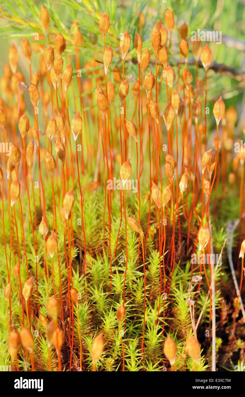 Gemeinsamen Haar Cap Moss, auch große Goldilocks (Polytrichum Commune) mit Sporen, Bayern, Deutschland Stockfoto
