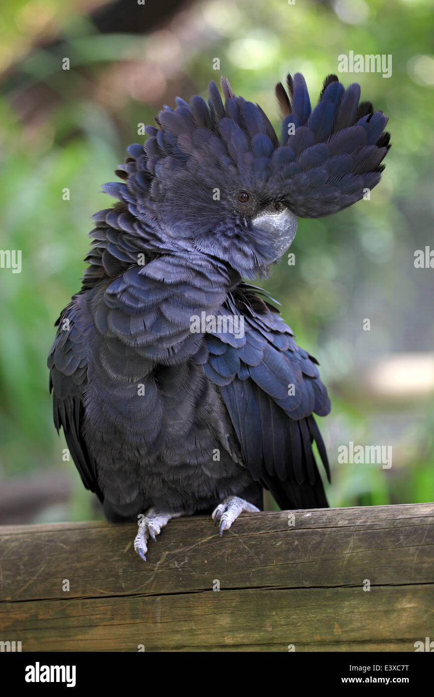 Red-tailed Black Cockatoo (Calyptorhynchus Banksii), Australien Stockfoto