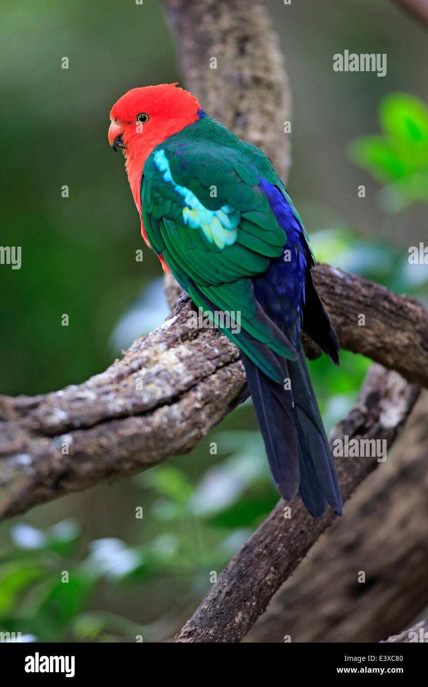 Australische King Parrot (Alisterus Scapularis), Männchen, in Gefangenschaft, Australien Stockfoto