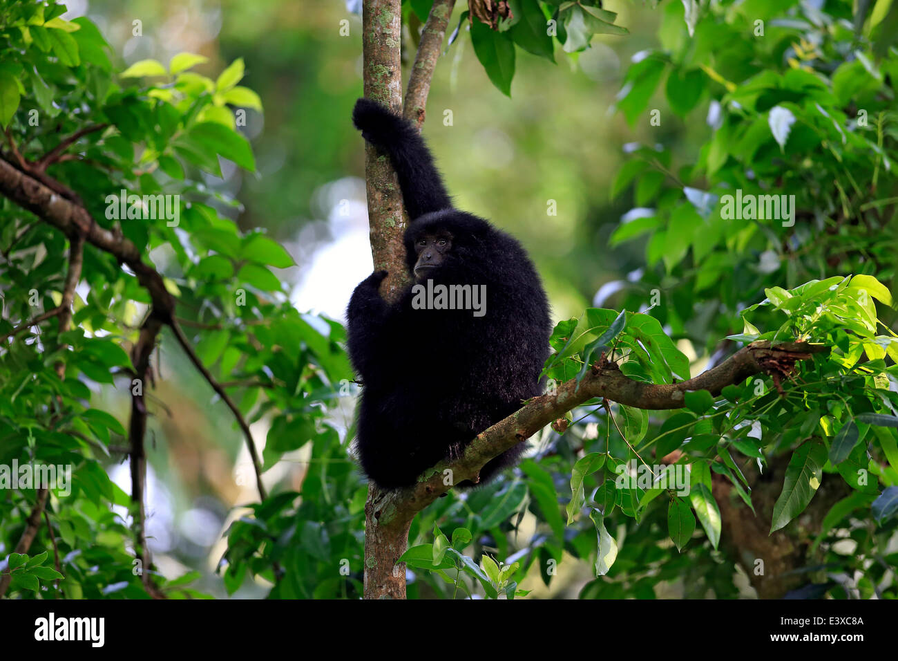 Siamang (Symphalangus Syndactylus), Männchen auf einem Baum gefangen, Singapur Stockfoto