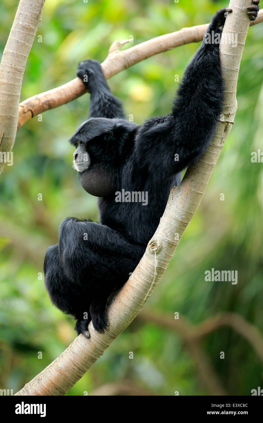 Siamang (Symphalangus Syndactylus), Männchen auf einem Baum gefangen, Singapur Stockfoto