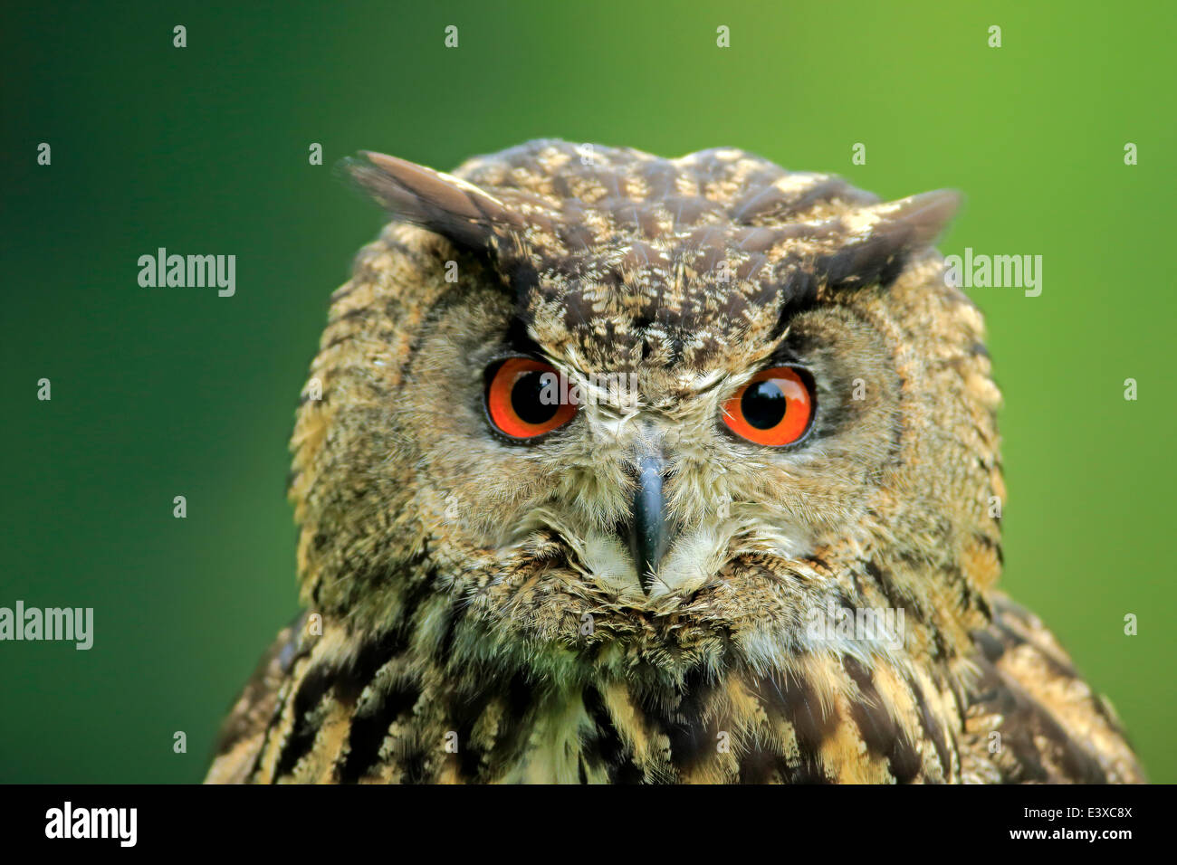 Eurasische Adler-Eule (Bubo Bubo), Erwachsener, Eifel, Deutschland Stockfoto