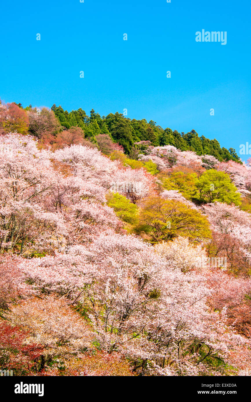 Kirschblüten Stockfoto