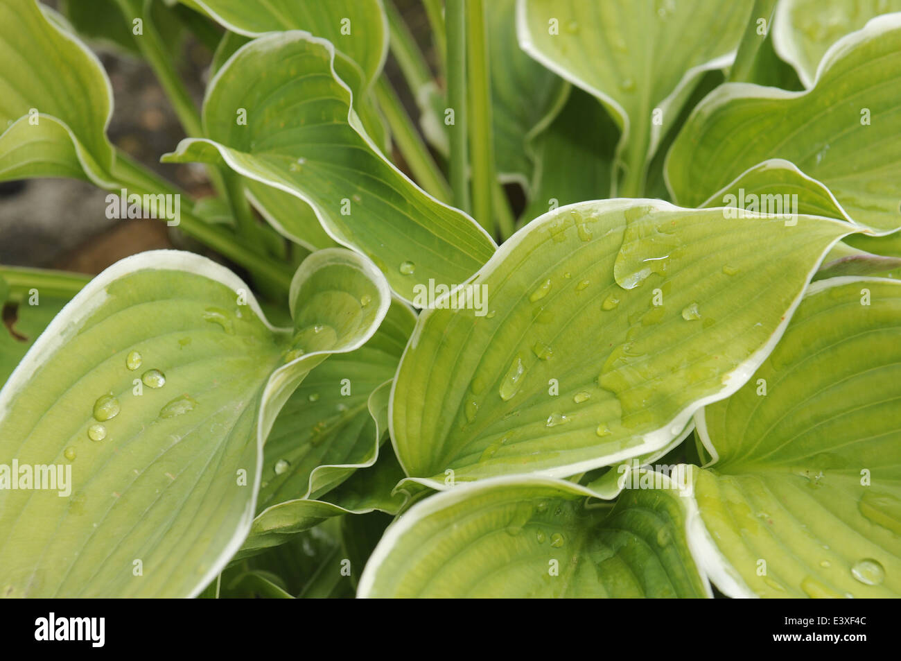 Regentropfen auf Hosta Blätter Stockfoto