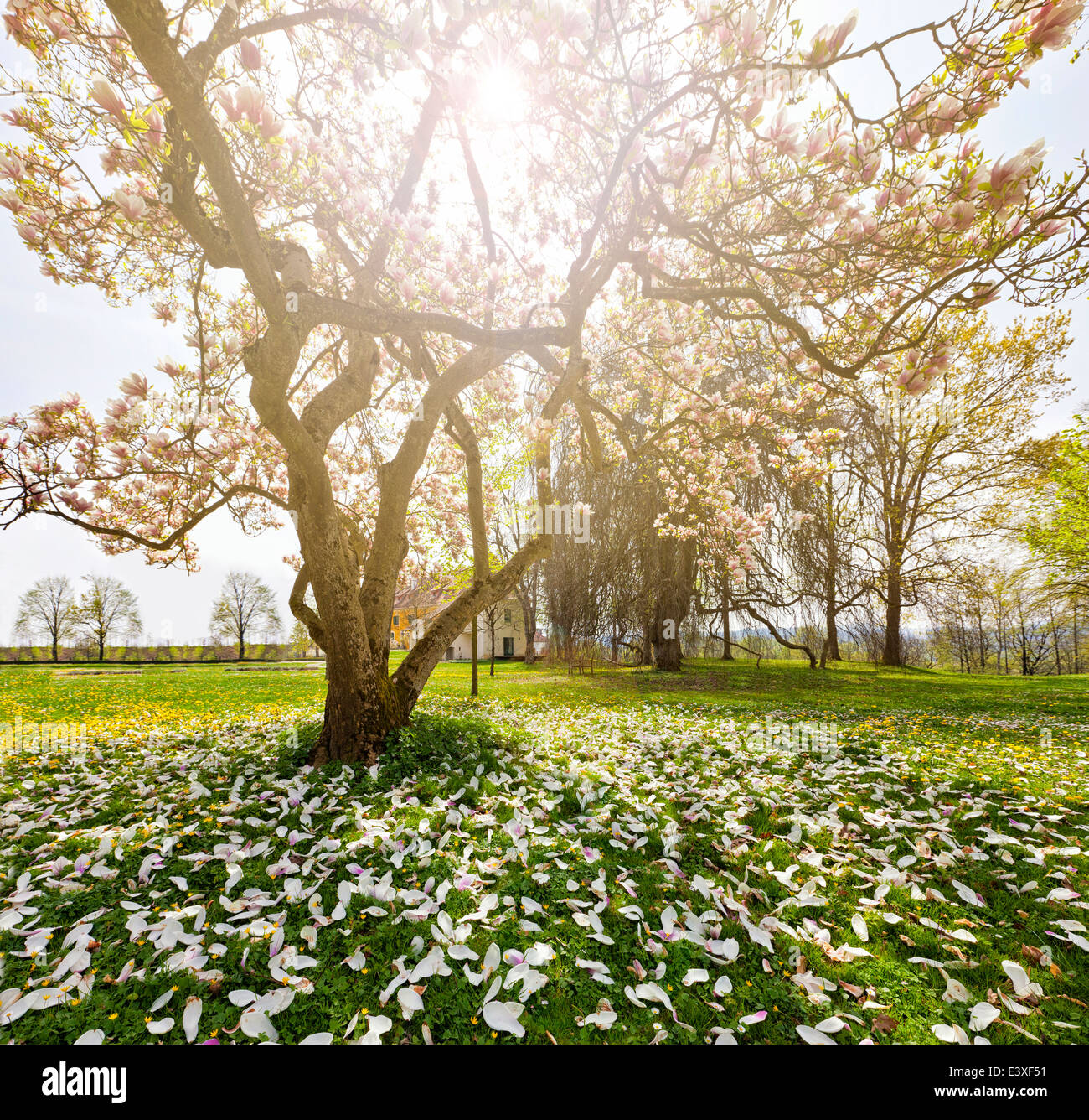 Wundervolle Magnolienbaum im Sonnenschein Stockfoto