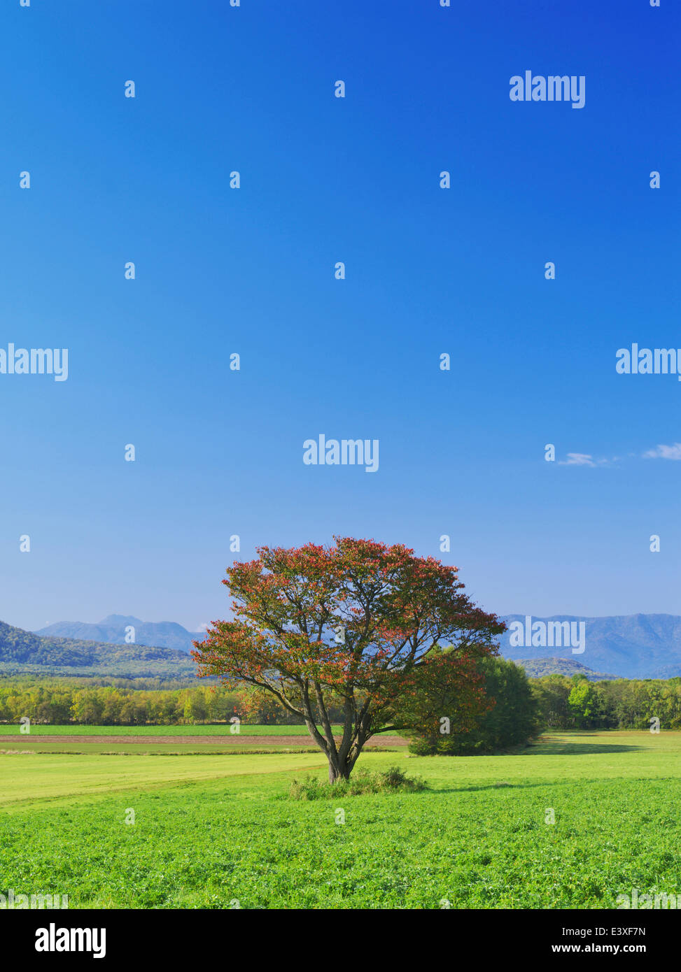 Kirschblüten Stockfoto