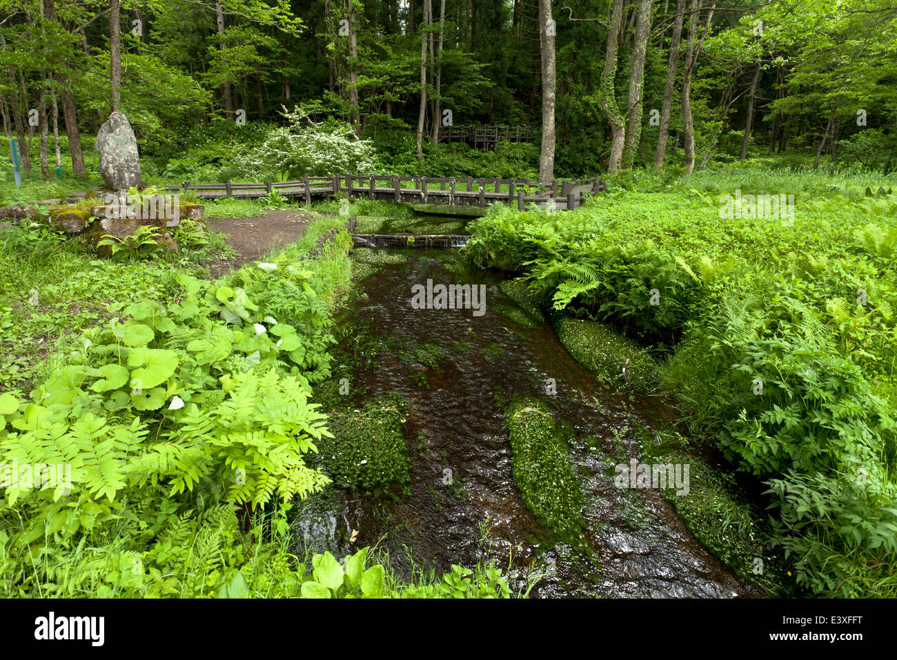 Grün Stockfoto