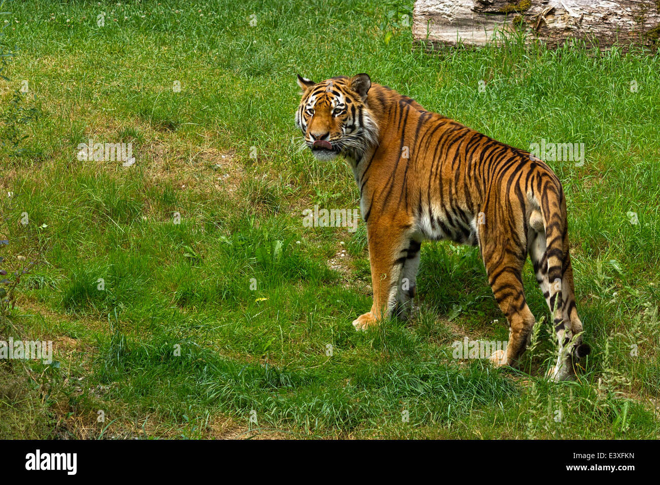 Indischer Tiger (Panthera Tigris), stehend auf dem grünen Rasen, Hellabrunn Zoo, München, Oberbayern, Deutschland, Europa. Stockfoto