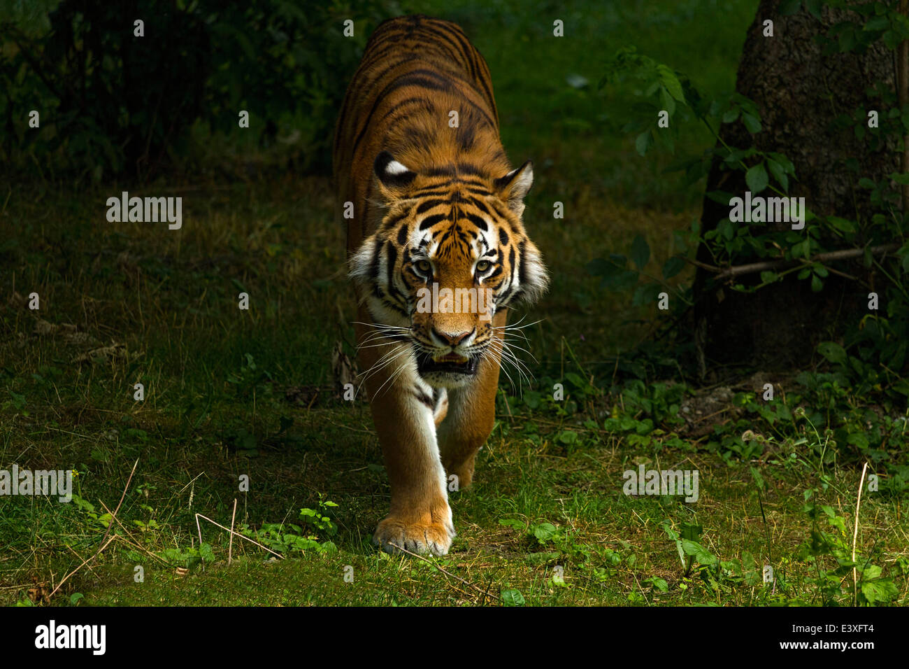 Indischer Tiger (Panthera Tigris), Wandern auf dem grünen Rasen, Hellabrunn Zoo, München, Oberbayern, Deutschland, Europa. Stockfoto