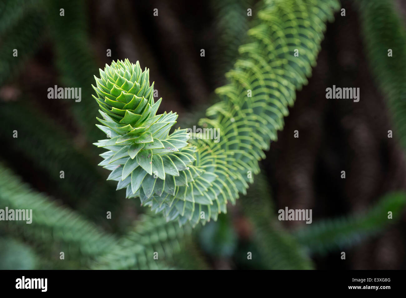 Araucaria Araucana. Affe Puzzle Baum Stockfoto