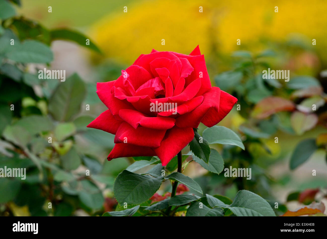 Rose Blume Stockfoto