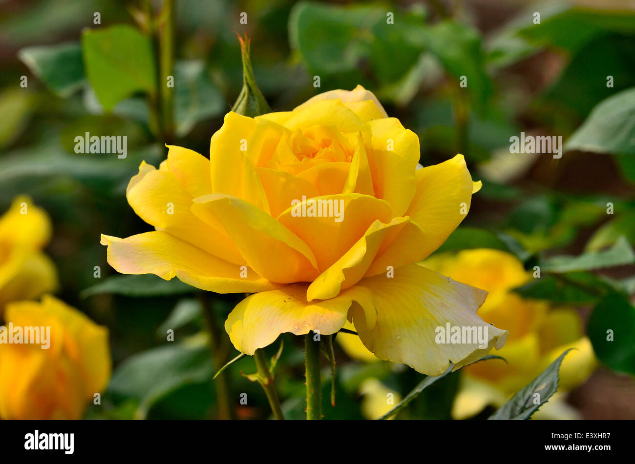 Rose Blume Stockfoto