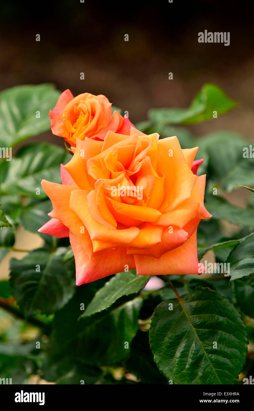 Rosen-Blumen Stockfoto