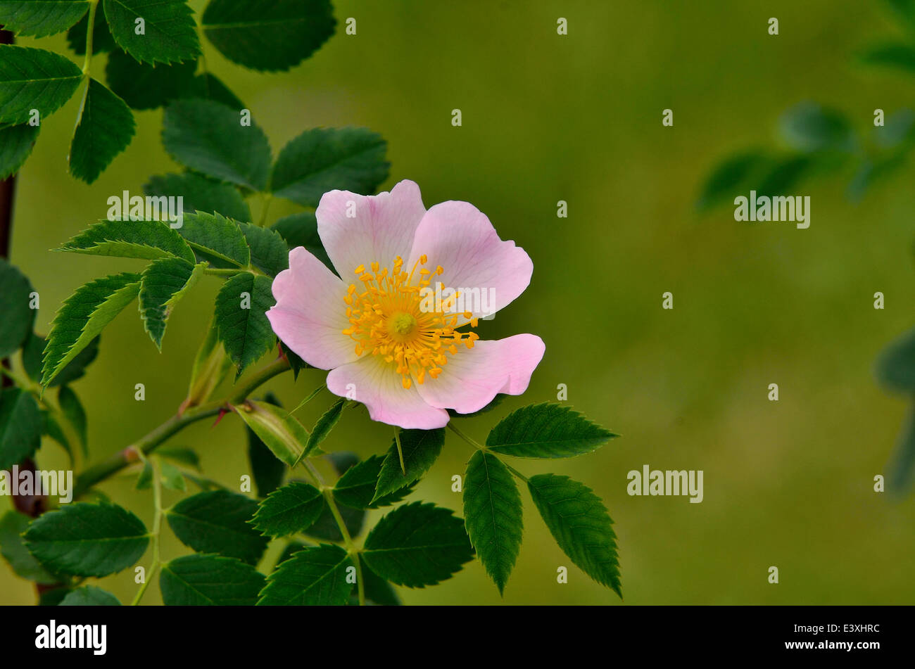 Rose Blume Stockfoto