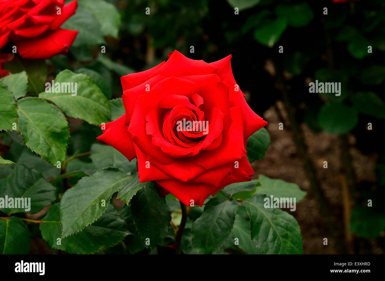 Rose Blume Stockfoto