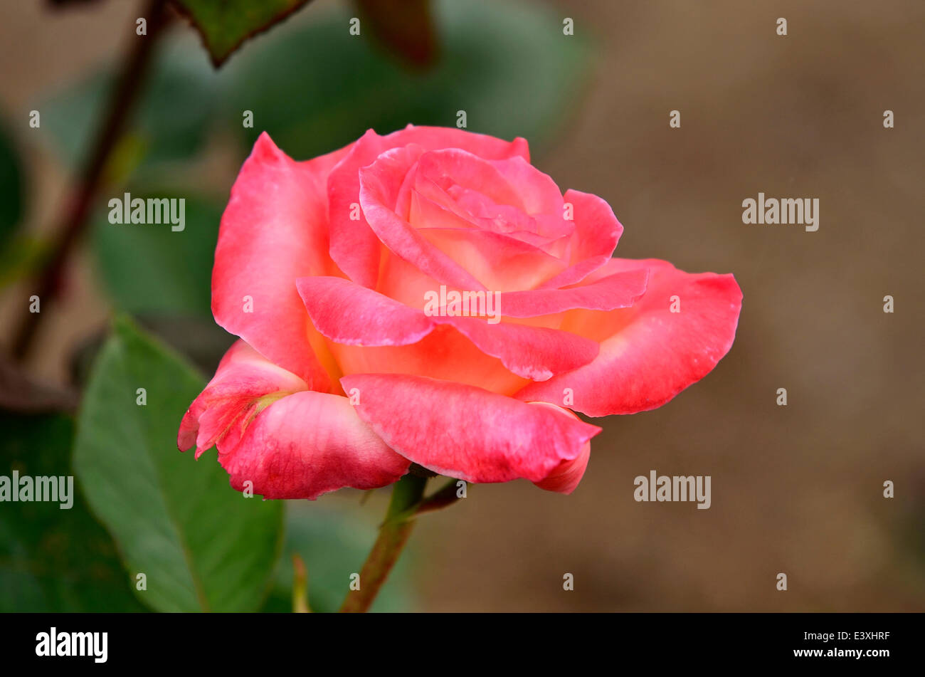Rose Blume Stockfoto