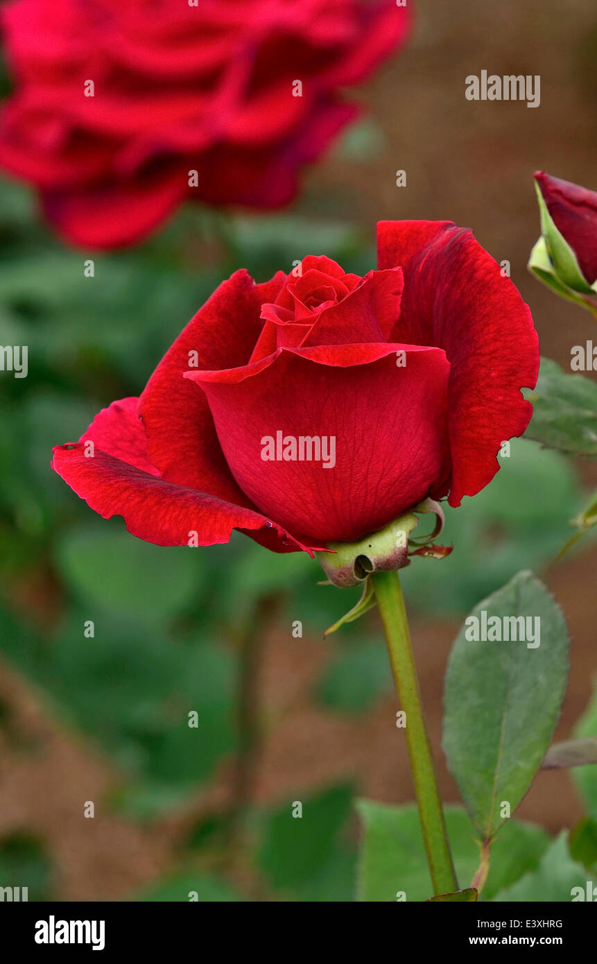 Rose Blume Stockfoto