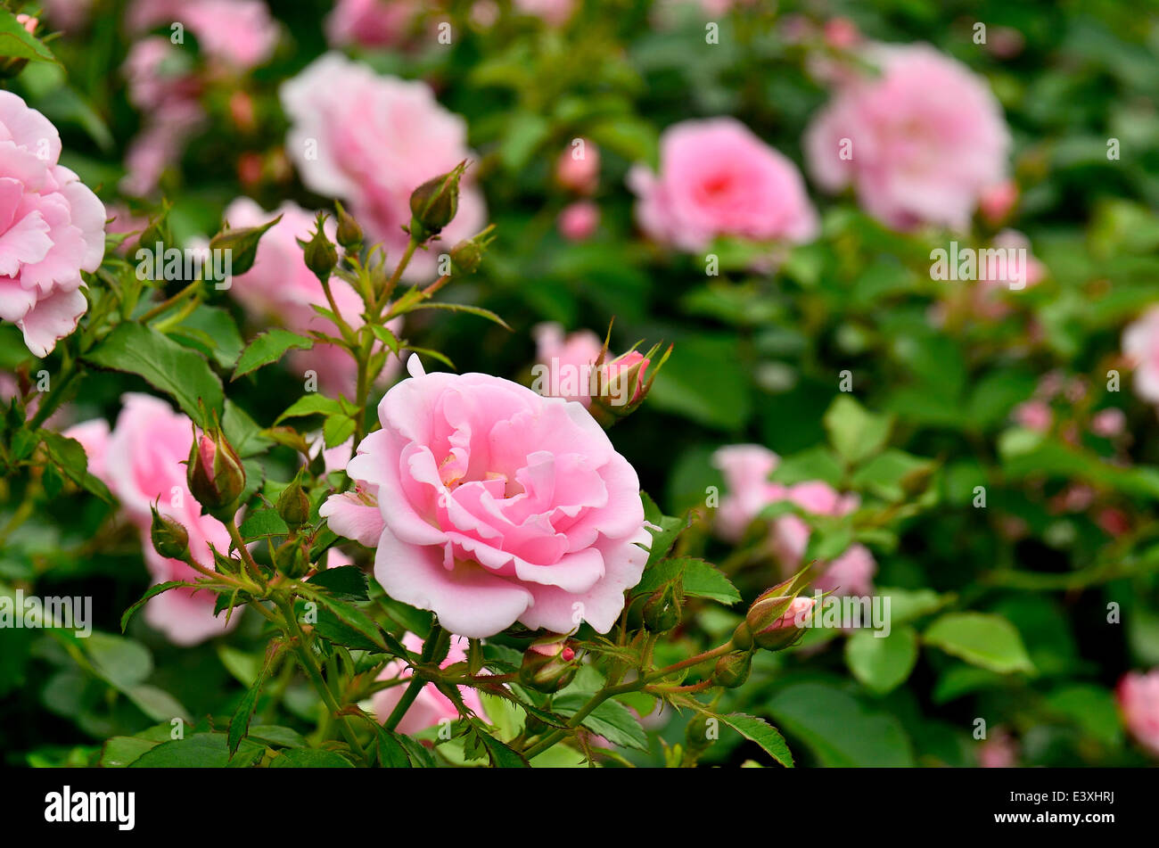 Rosen-Blumen Stockfoto