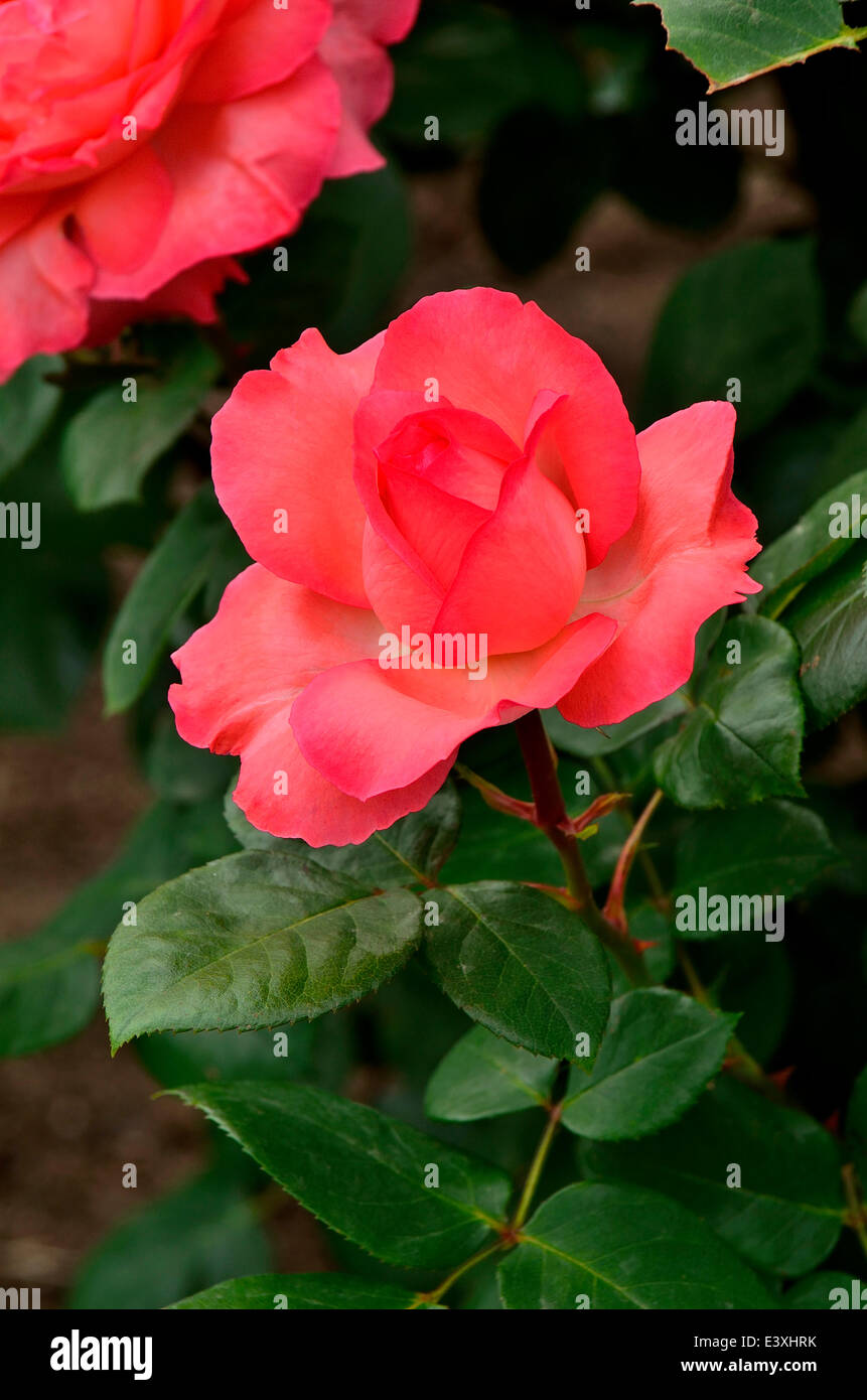 Rosen-Blumen Stockfoto