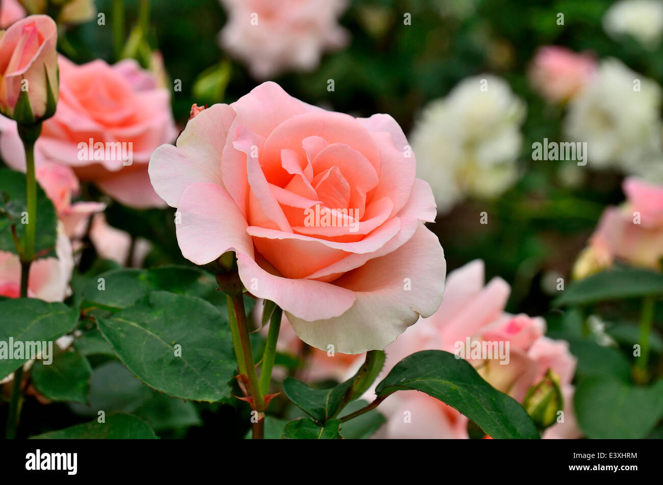 Rosen-Blumen Stockfoto
