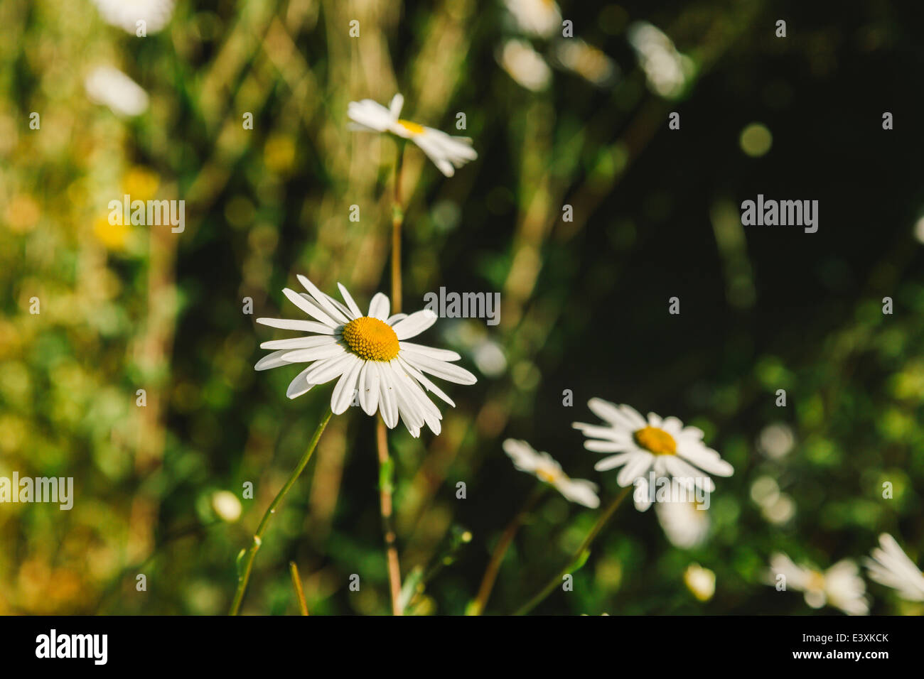 Shasta Daisy beleuchtet von der frühen Morgensonne (Leucanthemum) Stockfoto