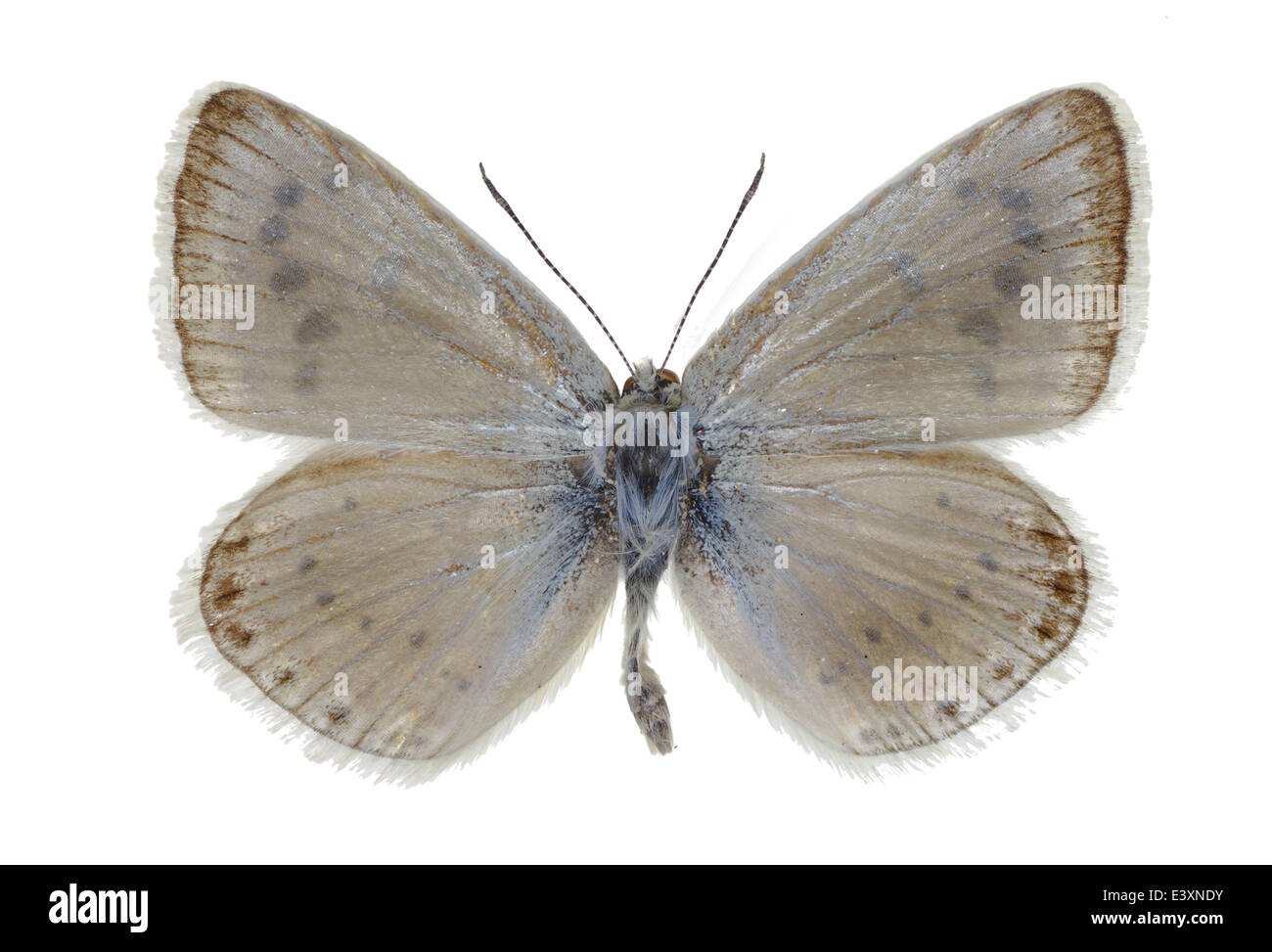 Lepidoptera; Lycaenidae; Polyommatus Nivescens; Keferstein 1851; Mutter der Perle blau Stockfoto