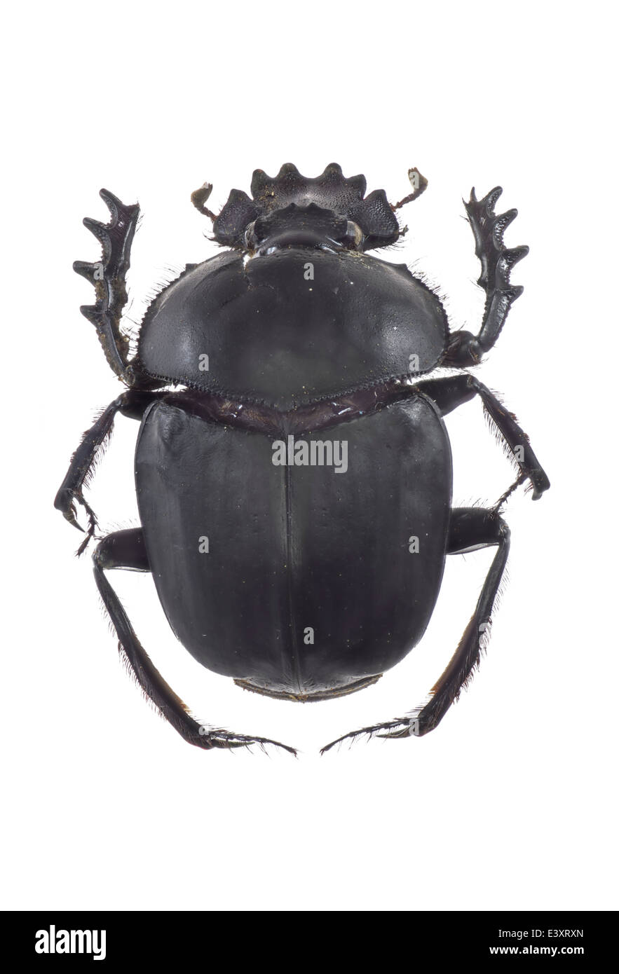 Coleoptera; Scarabaeidae; Scarabaeus Sacer; Carl von Linné 1758; Mistkäfer; Stockfoto
