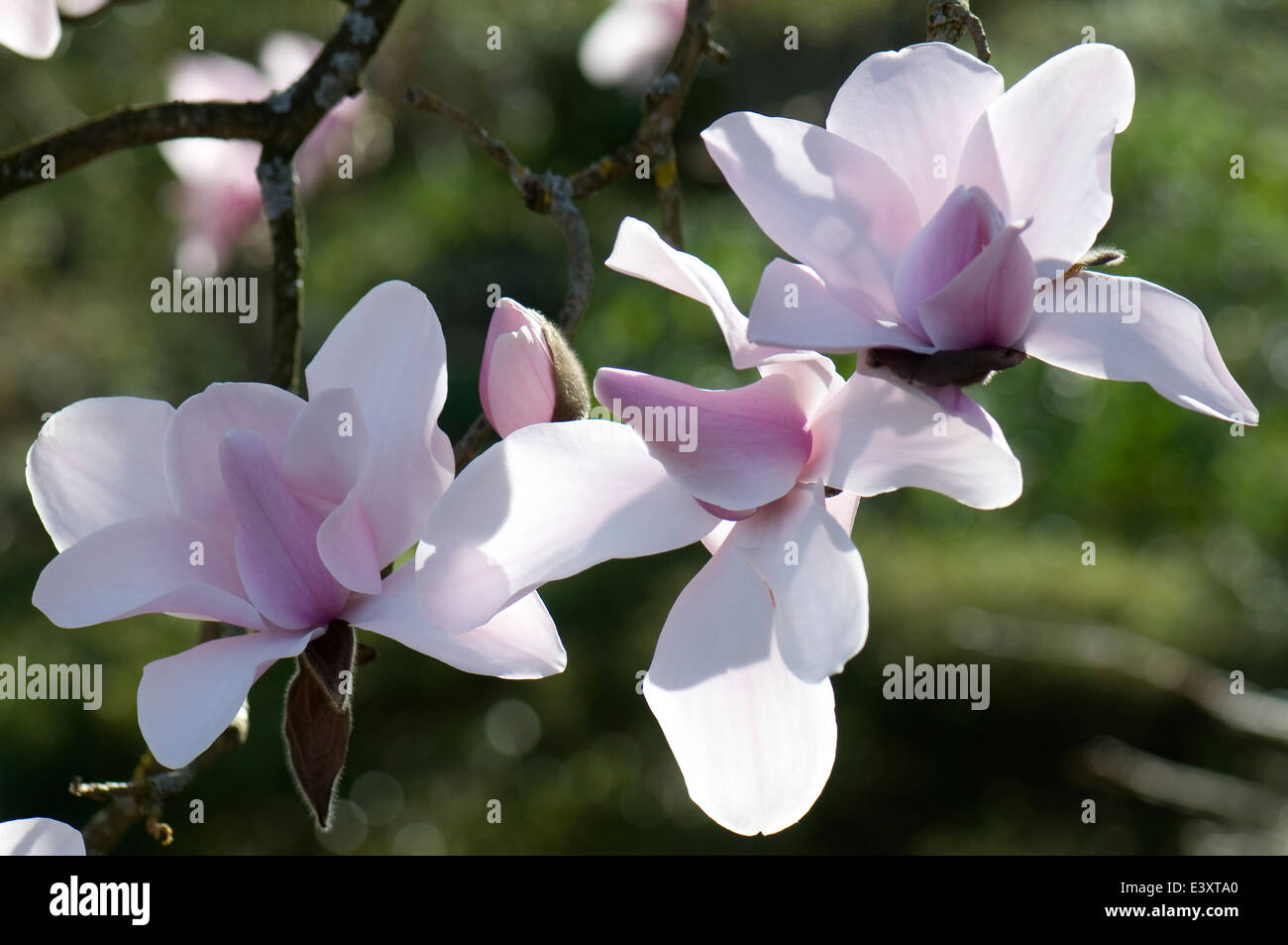 Magnolia Campbellii. Sir Harold hügeliger Gärten. Stockfoto